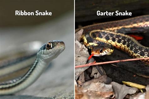 garter vs ribbon snake.